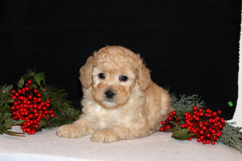 puppy, for, sale, Morki-Poo, Matthew B. Stoltzfus, dog, breeder, Gap, PA, dog-breeder, puppy-for-sale, forsale, nearby, find, puppyfind, locator, puppylocator, aca